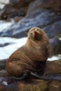 Sea lion looking at the camera Royalty Free Stock Photo