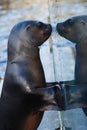 Sea lion looking to mirror Royalty Free Stock Photo