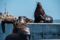 Sea lion lying down in a dock