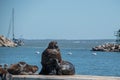 Sea lion lying down in a dock