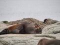 Sea lion lying with open mouth. Royalty Free Stock Photo