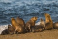 Sea lion Male in colony Royalty Free Stock Photo