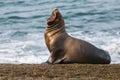 Sea lion Male in colony Royalty Free Stock Photo
