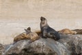 Sea lion Male in colony Royalty Free Stock Photo