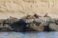 Sea lion Male in colony Royalty Free Stock Photo