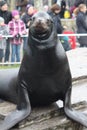 Sea Lion