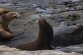 Sea lions on rock cliff over crashing waves and blue ocean water. Royalty Free Stock Photo