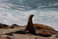 Sea lions on rock cliff over crashing waves and blue ocean water. Royalty Free Stock Photo