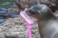 Sea lion with mask and snorkel Royalty Free Stock Photo