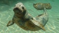 Sea lion with mermaid tail swimming in the water. Fantasy