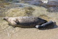 Sea Lion milking baby seal on the beach, La Jolla, California Royalty Free Stock Photo