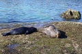 Sea Lion milking baby seal on the beach, La Jolla, California Royalty Free Stock Photo