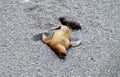 Sea lion mother and baby