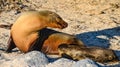 A Sea Lion mother with her cub. Galapagos Islands, Ecuador