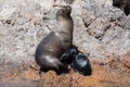 Sea lion mother suckles her baby, Beagle Channel, Argentina