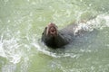 Sea lion, mouth open Royalty Free Stock Photo