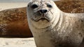 Sea lion nature Royalty Free Stock Photo