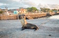 Sea lion near the beach in San Cristobal before sunset ,Galapagos