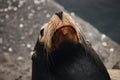 Sea lion nose close up