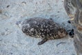 Sea lion is nose to nose with its pup in the La Jolla beach cove in San Diego Royalty Free Stock Photo