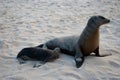 Sea Lion Royalty Free Stock Photo