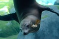 Sea lion and oak leaf2