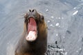 Sea lion with open mouth. Royalty Free Stock Photo