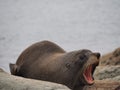 Sea lion with open mouth. Royalty Free Stock Photo