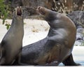 Sea Lion Operetta