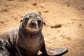 Sea lion, Otariinae on the seashore in Namibia Royalty Free Stock Photo