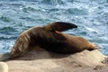 A Sea lion, Otariinae, stretching and sunbathing on a rocky outcropping on the shore of the Pacific Ocean at Children`s Beach, CA