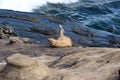 A sea lion, Otariinae, sunbathing with one flipper in the air on a rocky outcropping in La Jolla, California