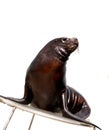 Sea lion over white background Royalty Free Stock Photo