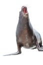 Sea lion over white Royalty Free Stock Photo