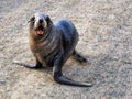 A sea lion pap on a gravel surface