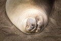 Sea lion peacefully sleeping on the beach of the Sea Lion Point, California Royalty Free Stock Photo