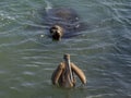 sea lion and pelican in cabo san lucas harbor marina mexico baja california sur Royalty Free Stock Photo