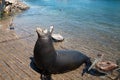 Sea Lion and Pelicans on the marina boat launch in Cabo San Lucas Mexico