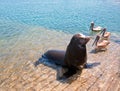 Sea Lion and 3 Pelicans on the marina boat launch in Cabo San Lucas Mexico