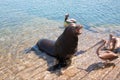 Sea Lion and 3 Pelicans on the marina boat launch in Cabo San Lucas Mexico