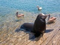 Sea Lion and 3 Pelicans on the marina boat launch in Cabo San Lucas Mexico