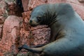 Sea lion peruvian coast at Ballestas islands Peru Royalty Free Stock Photo