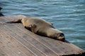 Sea lion on Pier 39 in San Francisco, California, USA. Royalty Free Stock Photo