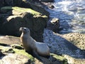 Sea lion walking on a rocky shore