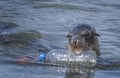 Sea Lion With Plastic Water Bottle