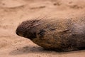 A sea lion play sand on the beach Royalty Free Stock Photo