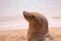 A sea lion play sand on the beach Royalty Free Stock Photo