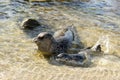 Sea Lion playing and milking baby seal on the beach, La Jolla, California Royalty Free Stock Photo