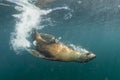 Sea lion playing underwater