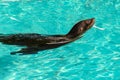 Sea lion pool swim